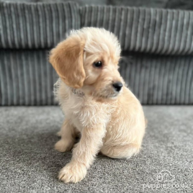 Labradoodle | Sale | New Marske, North Yorkshire - Last miniature f1 ...