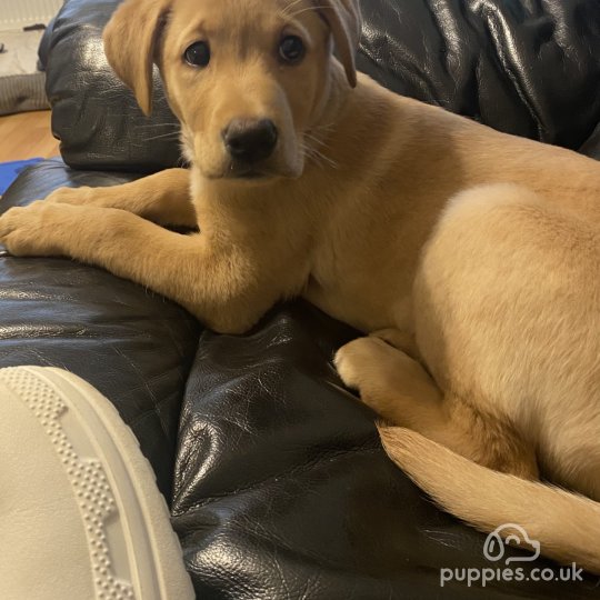 Golden retriever lab mix puppies store near me