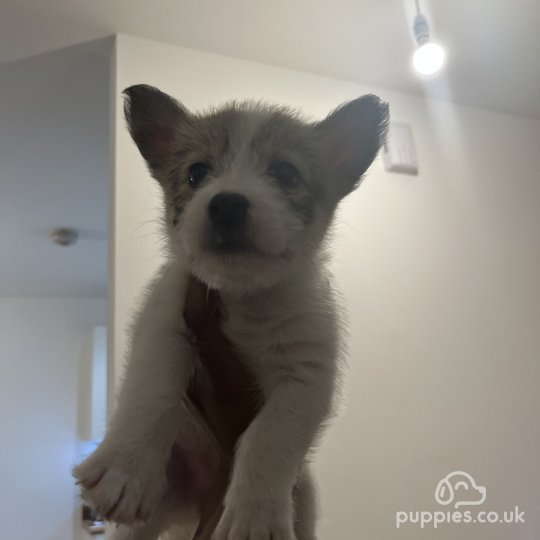 Terrier mix for hot sale sale near me