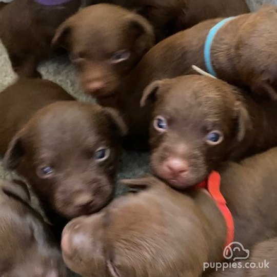 Bedlington patterdale cross puppies sales for sale