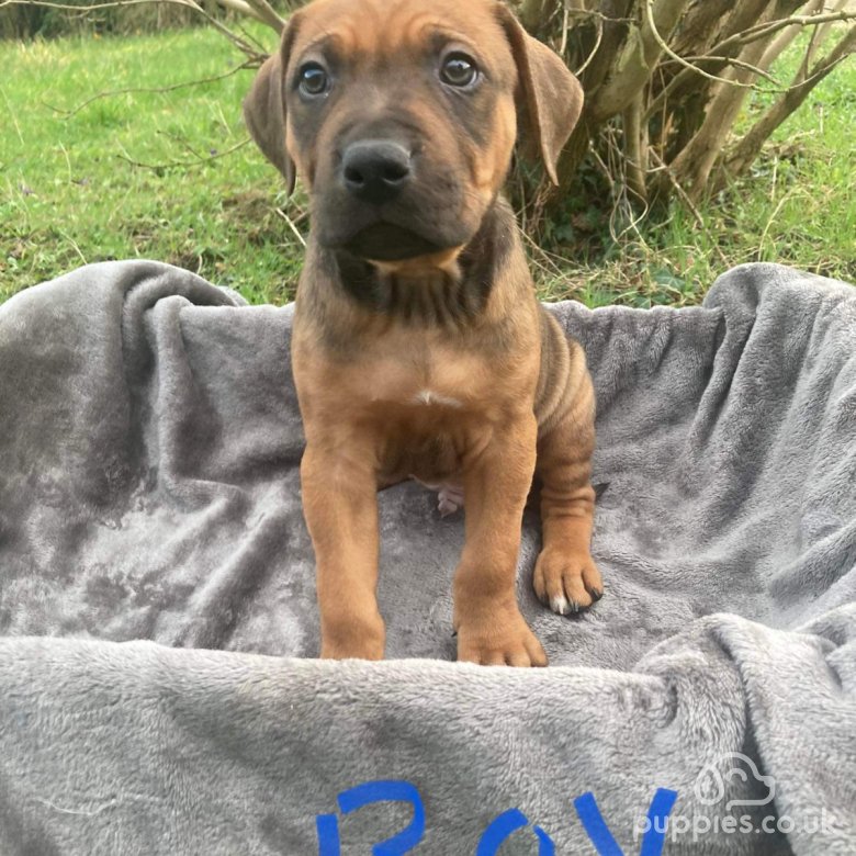 Rhodesian Ridgeback Sale Huntingdon Cambridgeshire Stunning