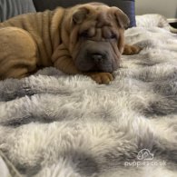 Shar Pei - Both