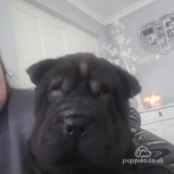 Shar Pei - Both