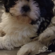 Shih Tzu - Both