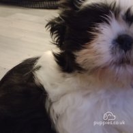 Shih Tzu - Both