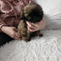 Shih Tzu - Both