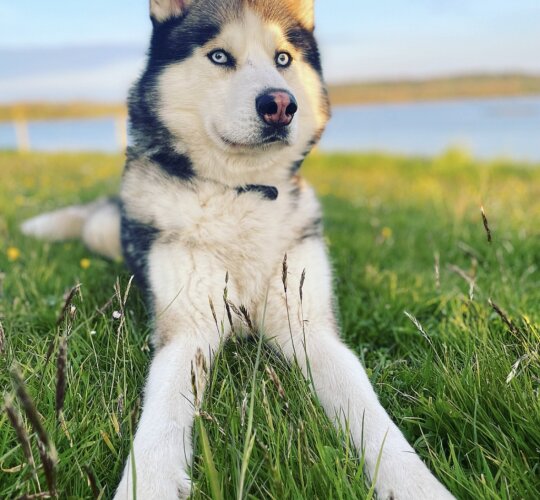 Siberian Husky