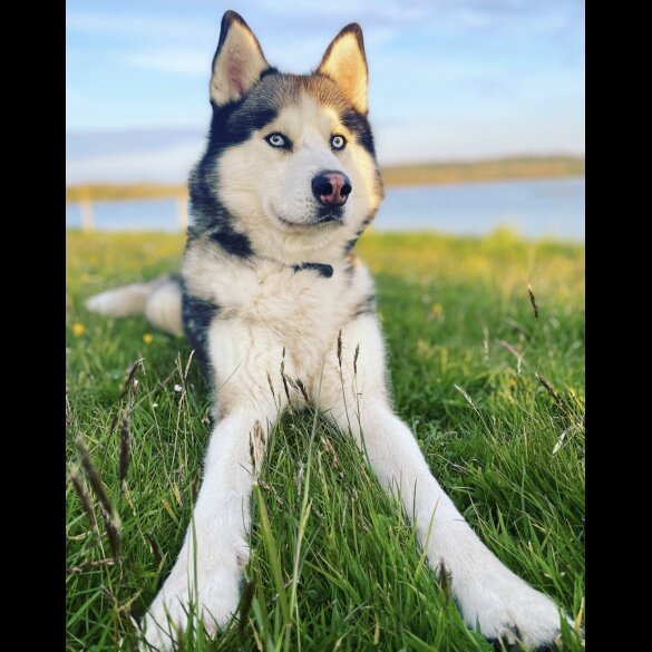 Siberian Husky