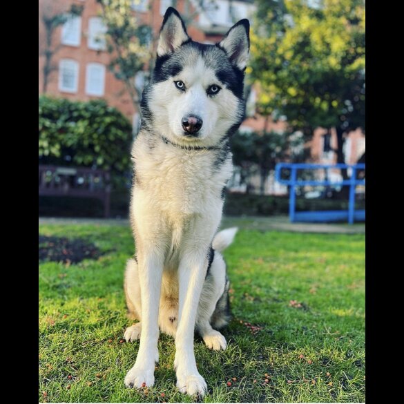 Siberian Husky