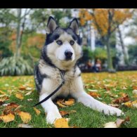 Siberian Husky