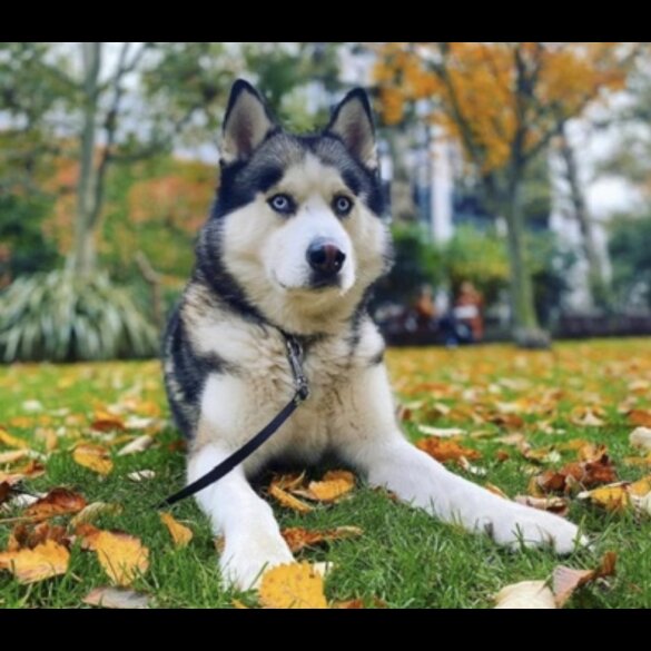 Siberian Husky