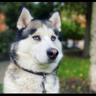 Siberian Husky