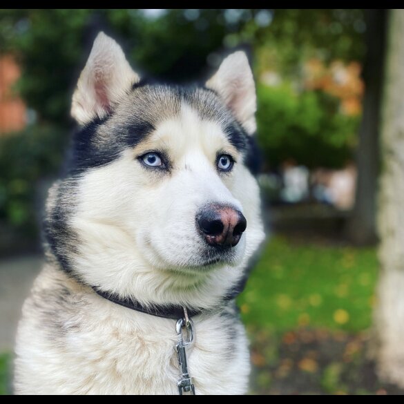 Siberian Husky