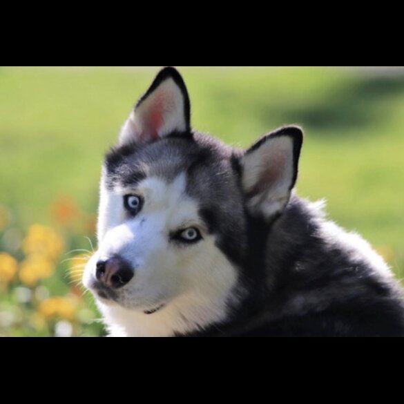 Siberian Husky