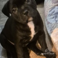 Staffordshire Bull Terrier - Bitches