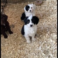 Tibetan Terrier - Both