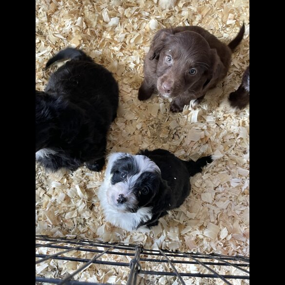 Tibetan Terrier - Both