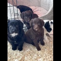 Tibetan Terrier - Both