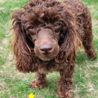 Toy Poodle - Dogs