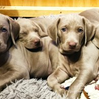 Weimaraner - Both