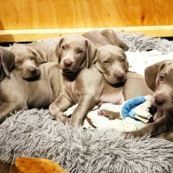 Weimaraner - Both