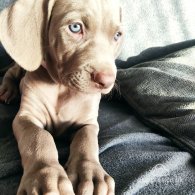 Weimaraner - Both