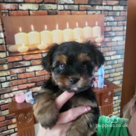 Yorkshire Terrier - Dogs