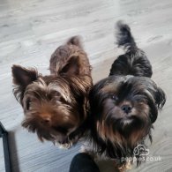 Yorkshire Terrier - Dogs