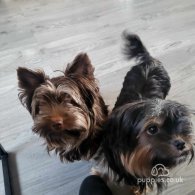 Yorkshire Terrier - Dogs