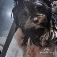 Yorkshire Terrier - Dogs