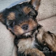 Yorkshire Terrier - Dogs