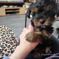 Yorkshire Terrier - Dogs