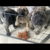 Boerboel - Dogs