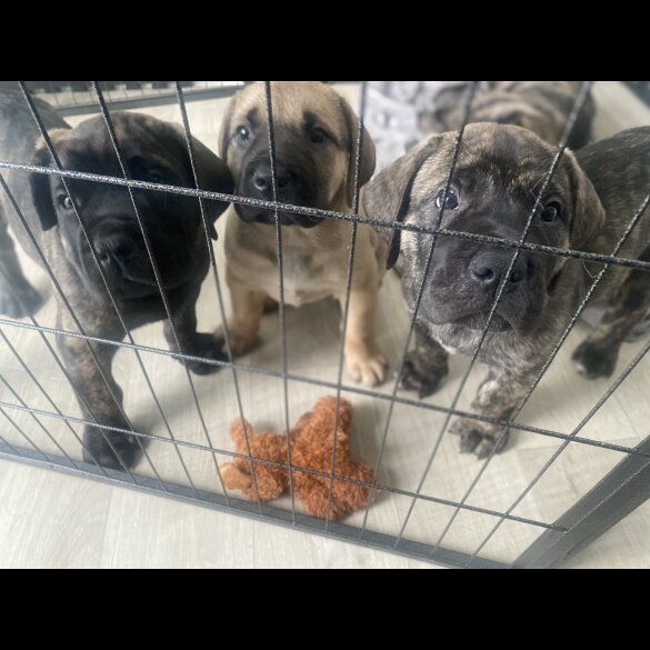 Boerboel - Dogs