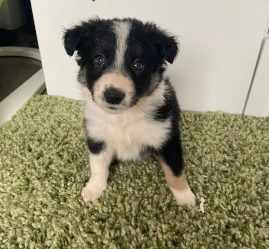 Border Collie