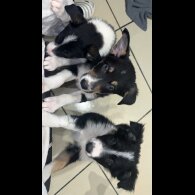 Border Collie - Both