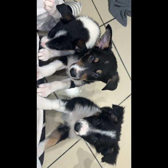 Border Collie - Both