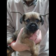 Border Terrier - Both