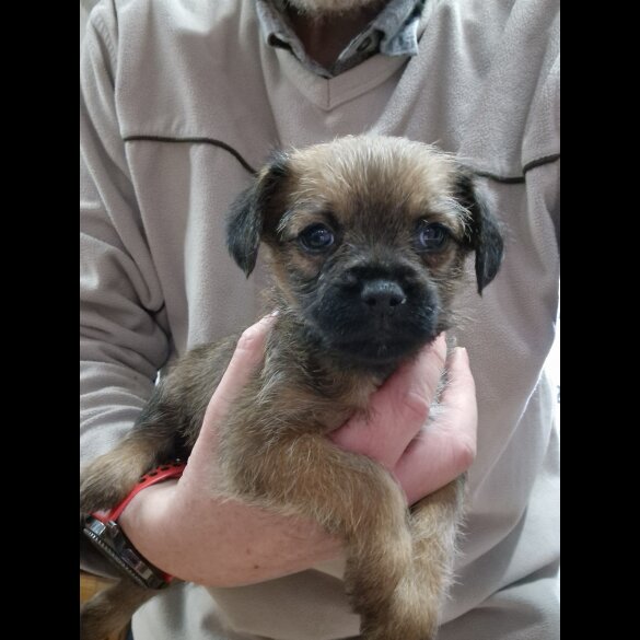 Border Terrier - Both