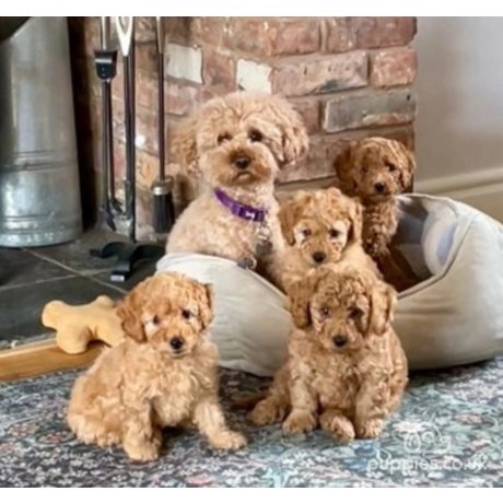 Cavapoo puppies for sales sale