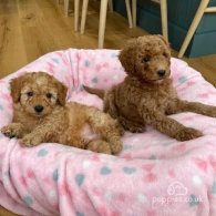 Cavapoo - Dogs