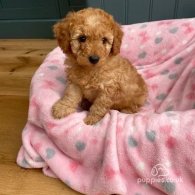 Cavapoo - Dogs