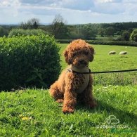 Cavapoo - Dogs