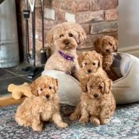 Cavapoo - Dogs