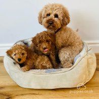 Cavapoo - Dogs