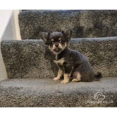 Black and tan long haired chihuahua puppies for sale best sale