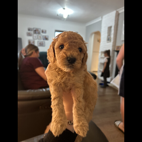 Cockapoo - Both