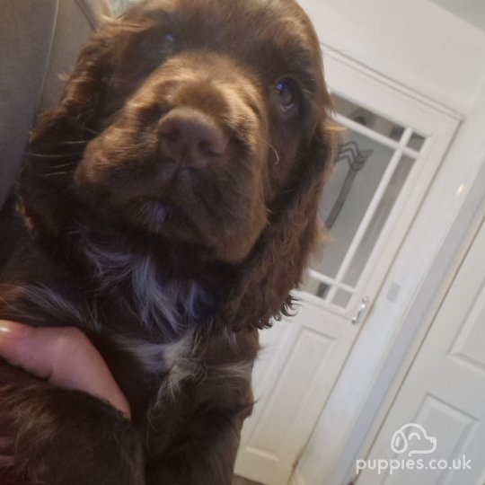 Chocolate roan cocker spaniel hot sale puppy