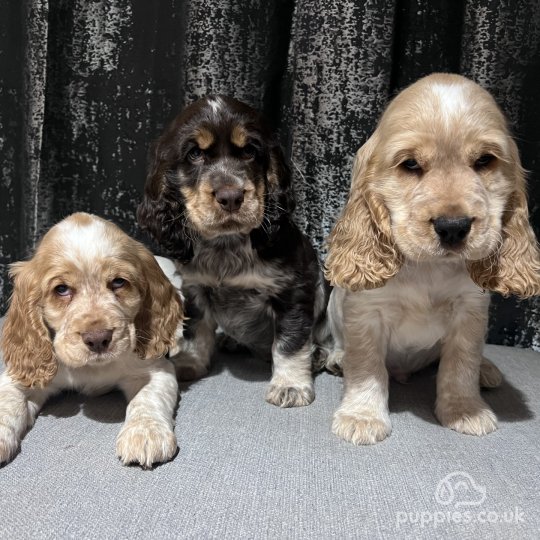 Pedigree cocker best sale spaniels for sale