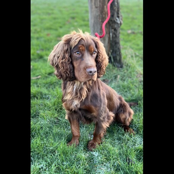 Cocker Spaniel (Working &amp; Show)